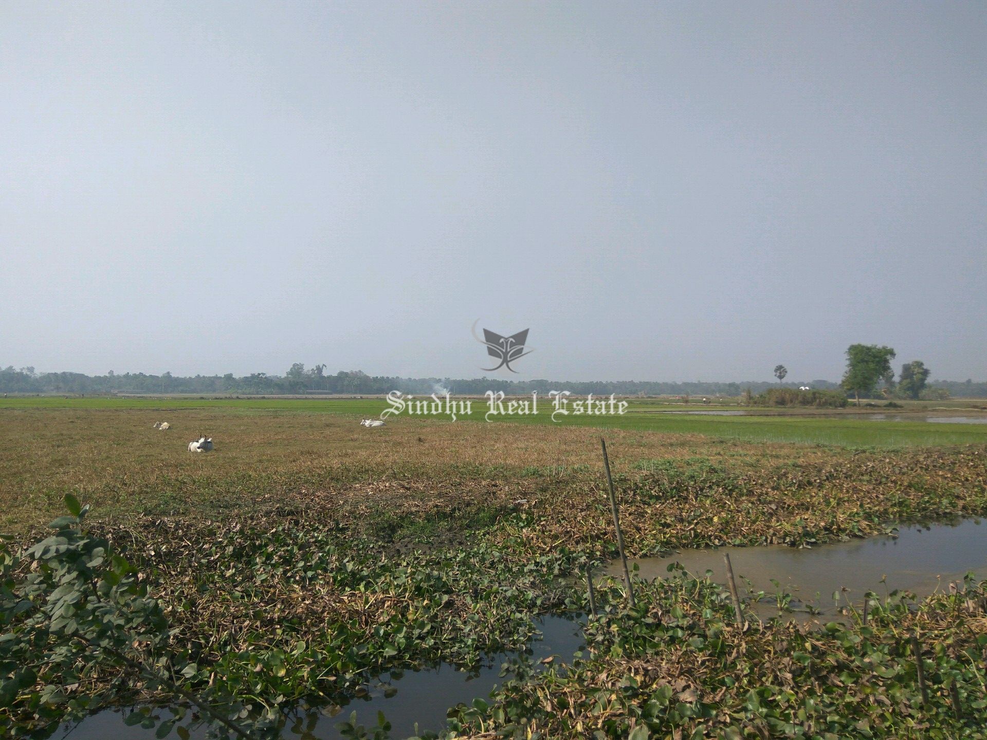 Good-Residential-Lands Are Available Near Kalyani Expressway Where You Can Get Healthy Environment
